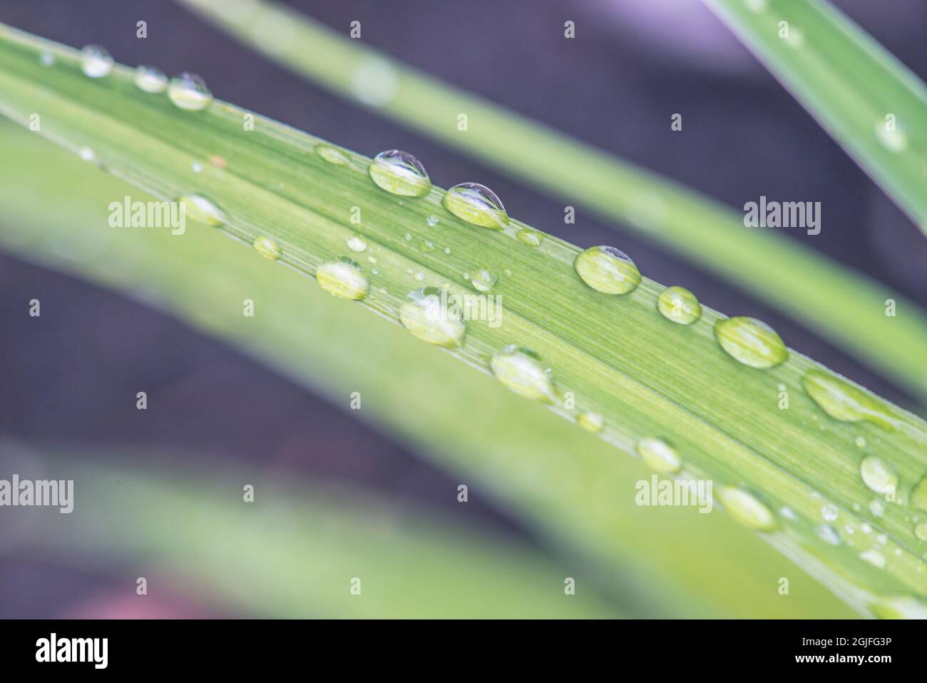 Washington State, Bellevue. Wasser tropfen auf die Blätter Stockfoto