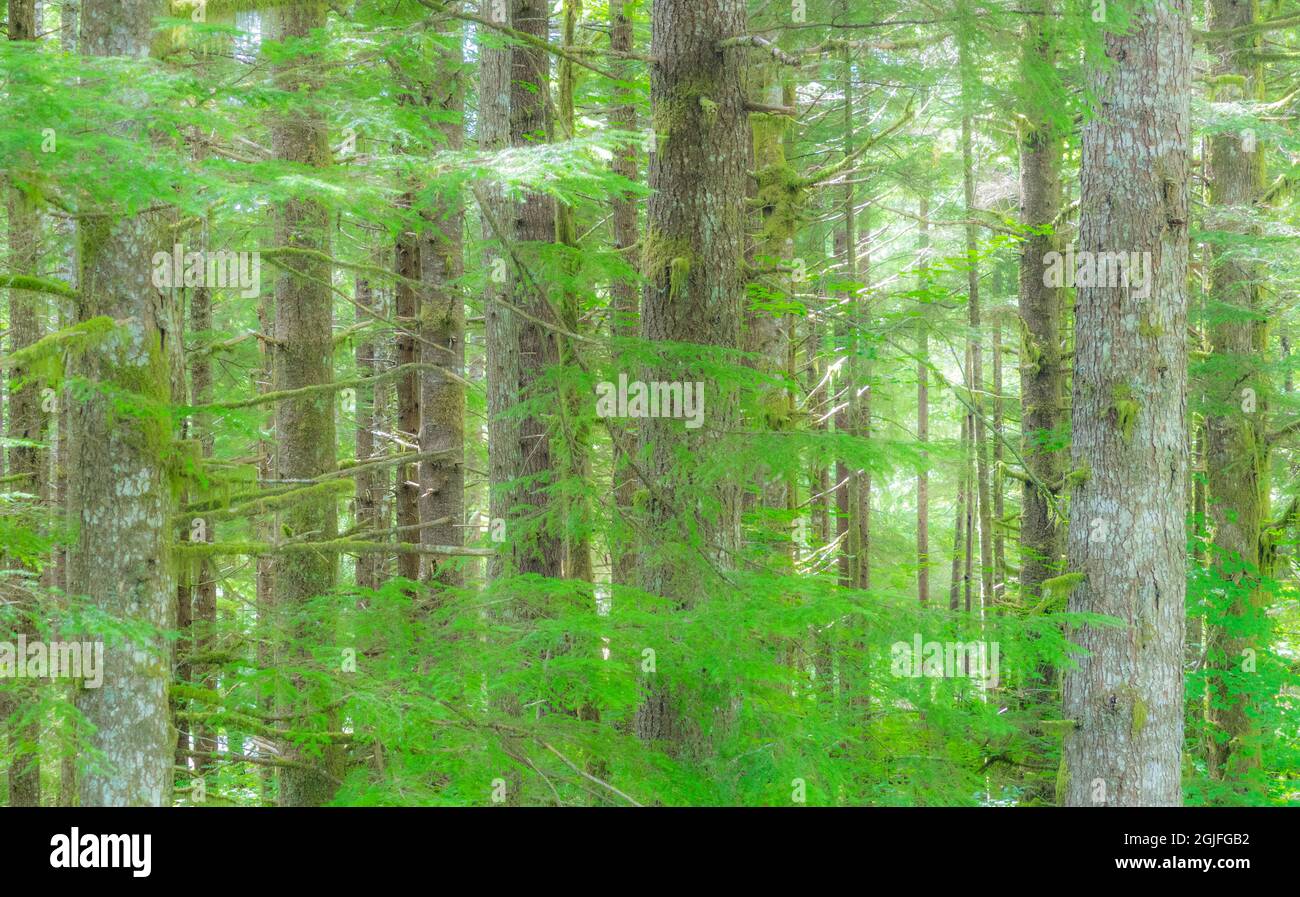 USA, Staat Washington. Buckel Tulpen Hemlock immergrüner Wald Stockfoto