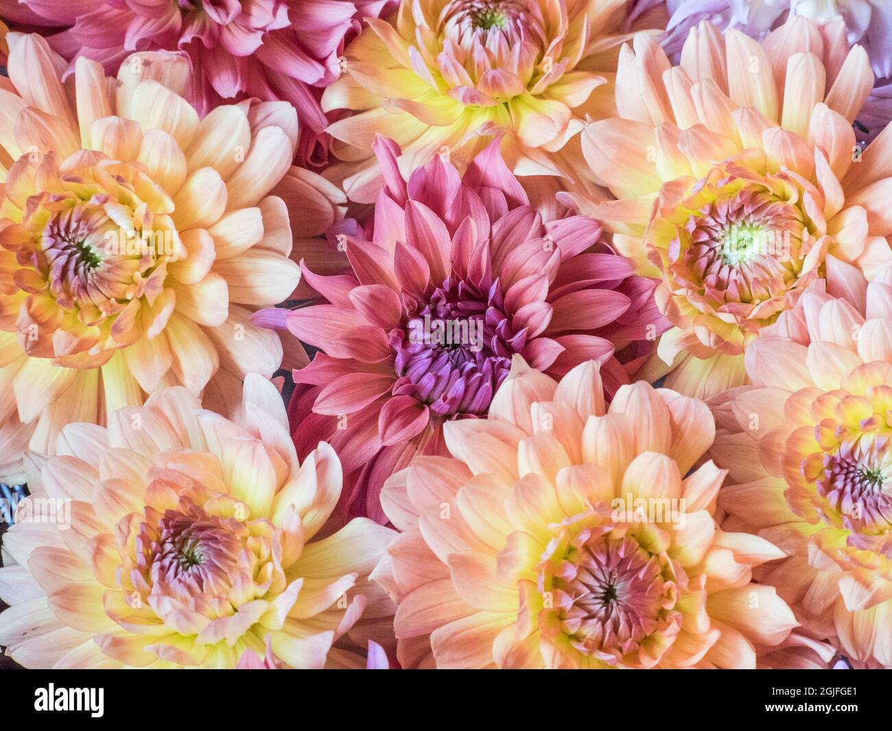 USA, Washington State, Sammamish Dahlia Blumenmuster und Muster Stockfoto