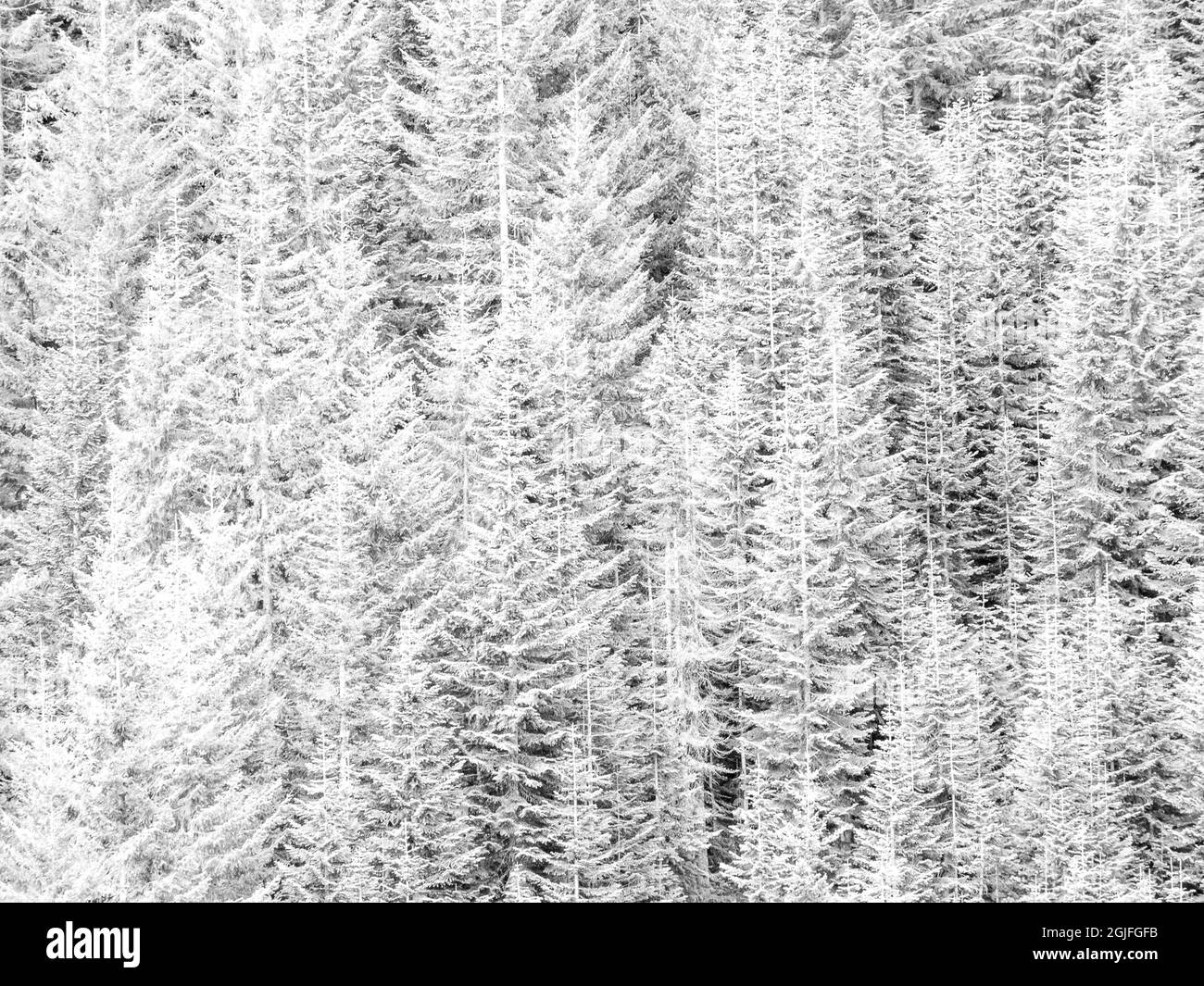 USA, Stampede Pass, Washington State, Cascade Mountains Douglas Fir Evergreens Herbst in schwarz und weiß Stockfoto