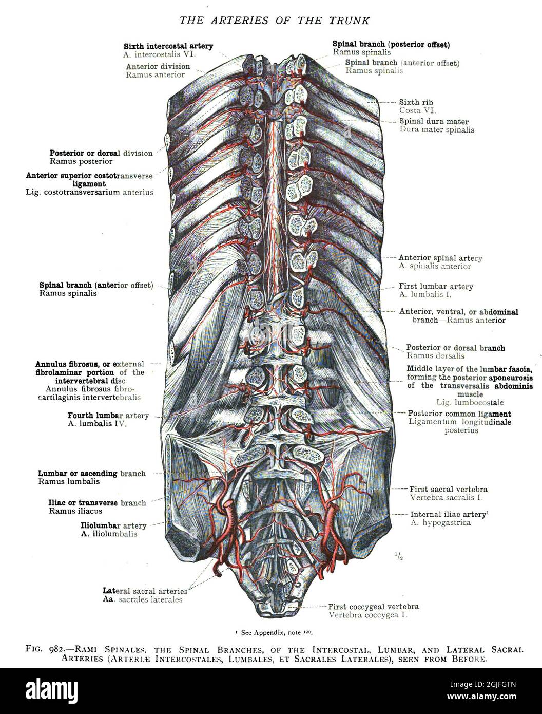 Anatomisch-Lehrbuchseite aus dem 19. Jahrhundert, die die Arterien des Rumpfes erklärt Stockfoto
