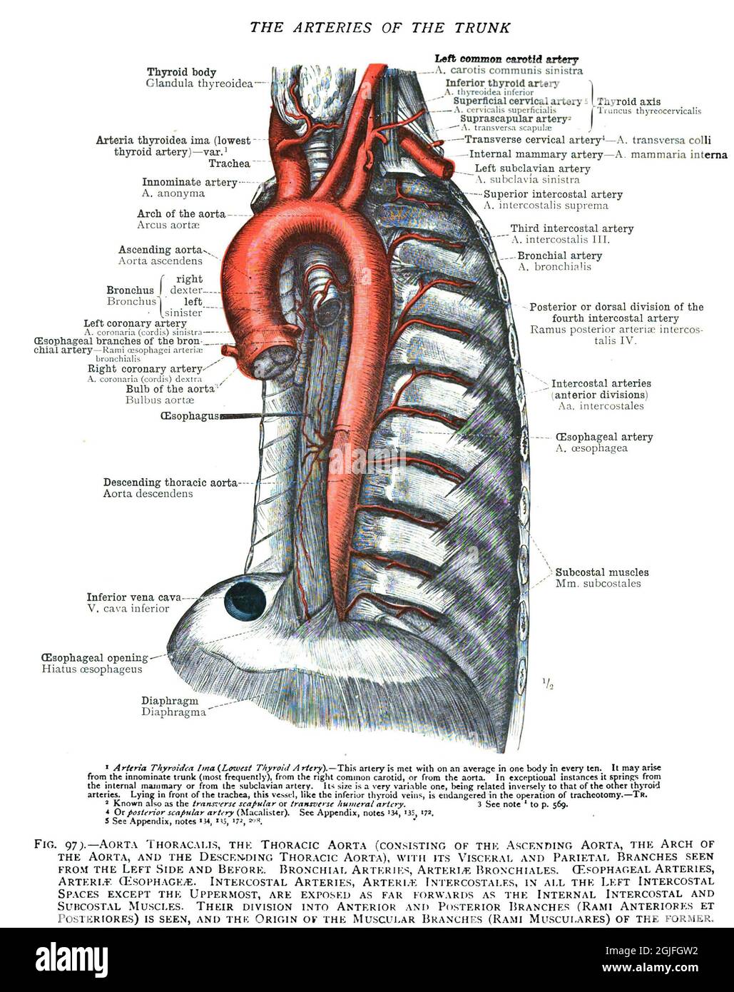 Anatomisch-Lehrbuchseite aus dem 19. Jahrhundert, die die Arterien des Rumpfes erklärt Stockfoto