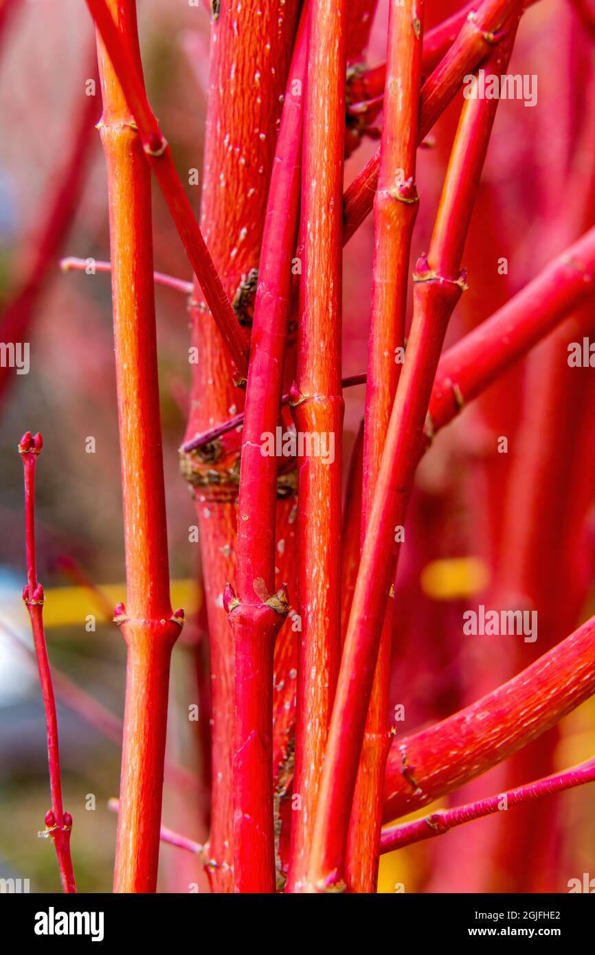 Koralle Rinde Ahorn japanischer Baum. Auch bekannt als sango-kaku oder acer palmatum Stockfoto