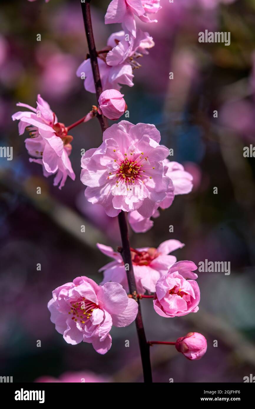 Rosa Pfirsichblüte blüht, Bellevue, Washington State. Stockfoto