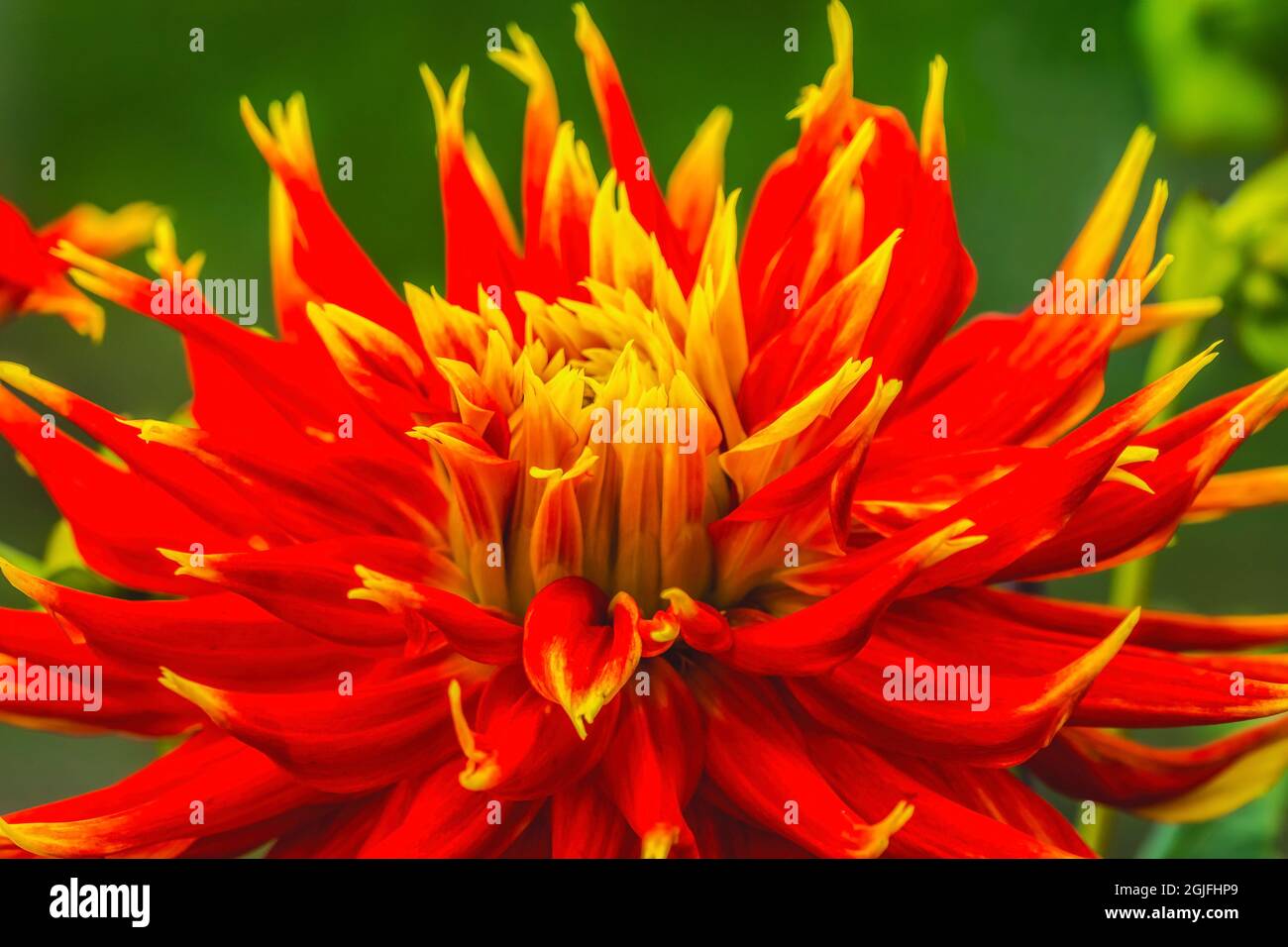 Rot gelb orange Dinerplate Dahlia blüht. Dahlia heißt Show N Tell Stockfoto