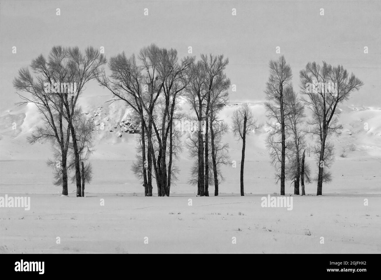 Schwarz und Weiß von Baumwollholzbäumen im Lamar Valley, Yellowstone National Park, Wyoming. Stockfoto