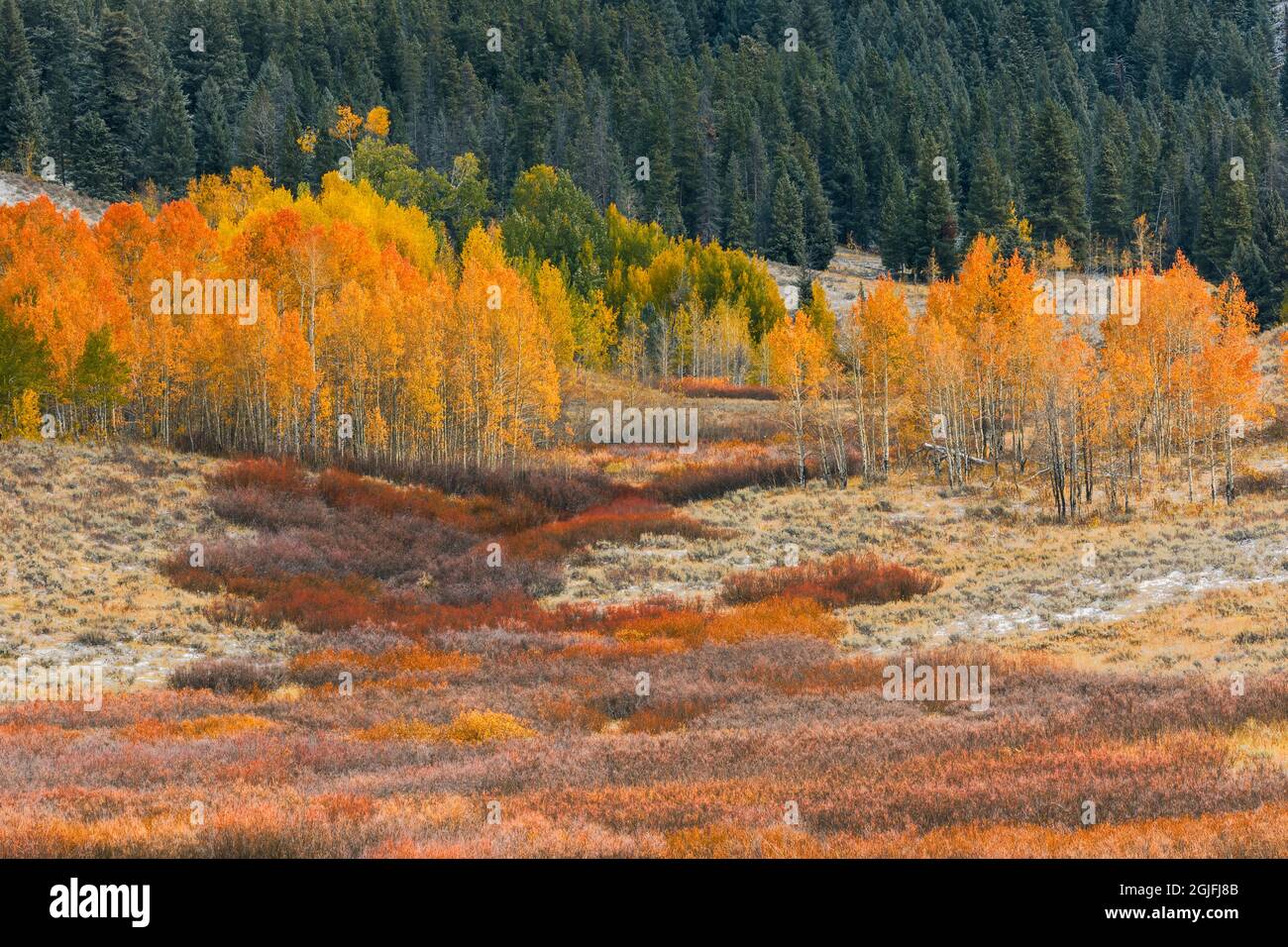 Herbstfarben in Espengold und früher Schneefall, Grand Teton National Park, Wyoming Stockfoto