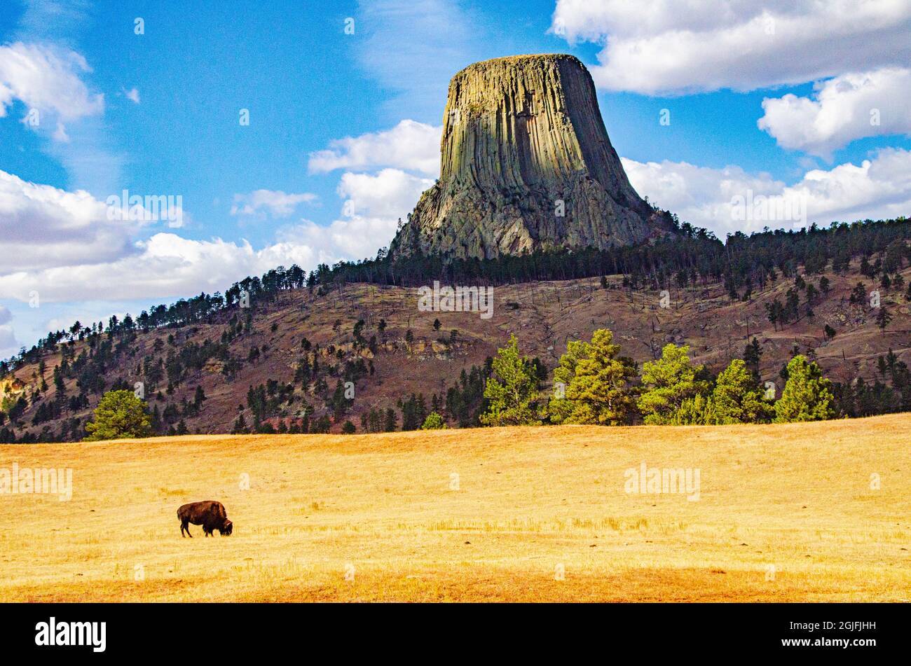 USA, Wyoming, Sundance, Devil's Tower National Monument, Devil's Tower und Grazing Bison Stockfoto