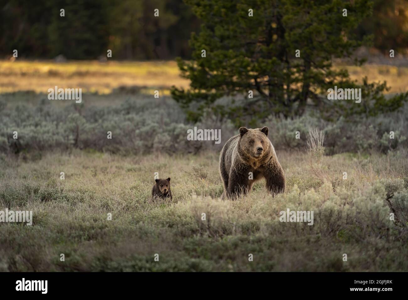 USA, Wyoming, Grand Teton National Park. Weibliche Grizzlybärin Mutter mit Jungen. Stockfoto