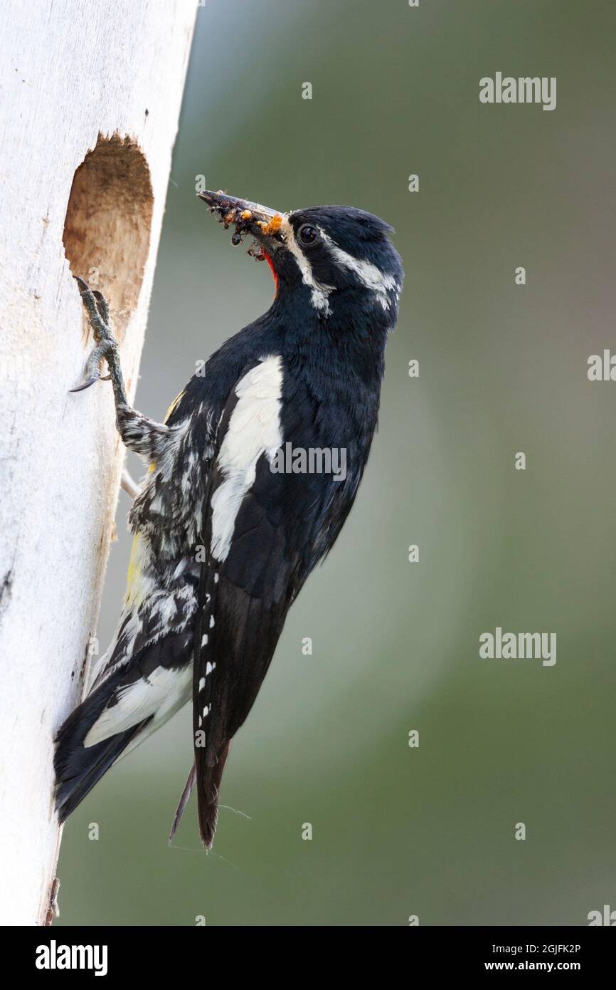 Yellowstone-Nationalpark. Ein männlicher Williamson-Sapsucker, der einen mit Insekten gefüllten Schnabel zu den Jungen im Nest trägt. Stockfoto