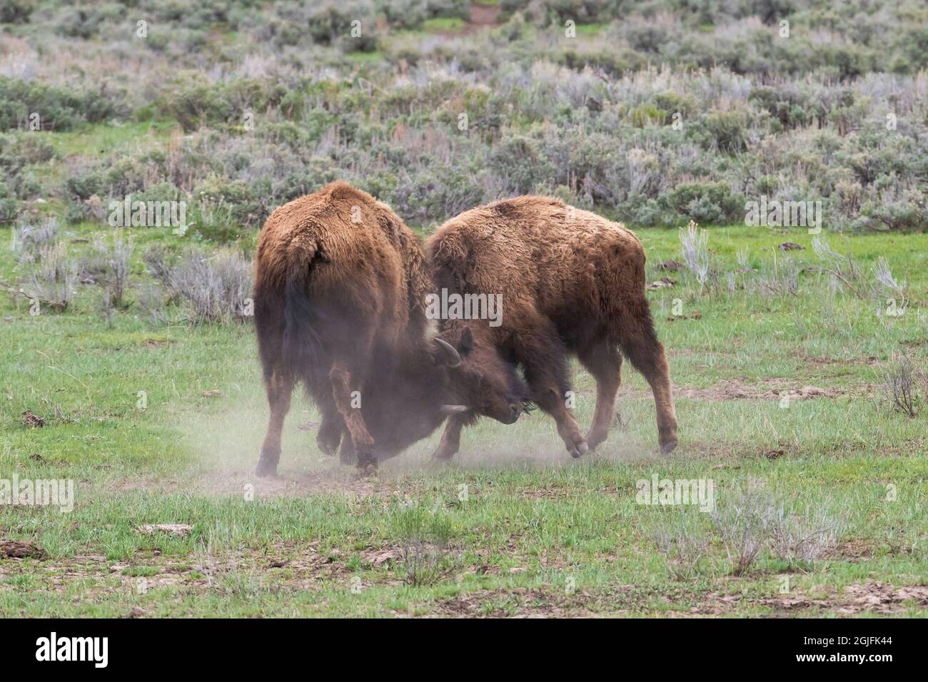Yellowstone-Nationalpark. Zwei junge amerikanische Bison spielen kämpfen. Stockfoto