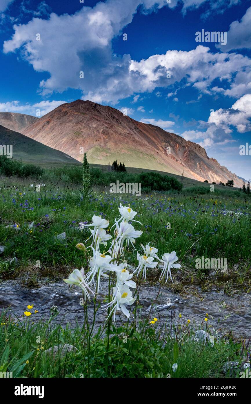 Columbine und Small Creek, Absaroka Mountains in der Nähe von Cody und Meeteetse, Wyoming, USA. Stockfoto