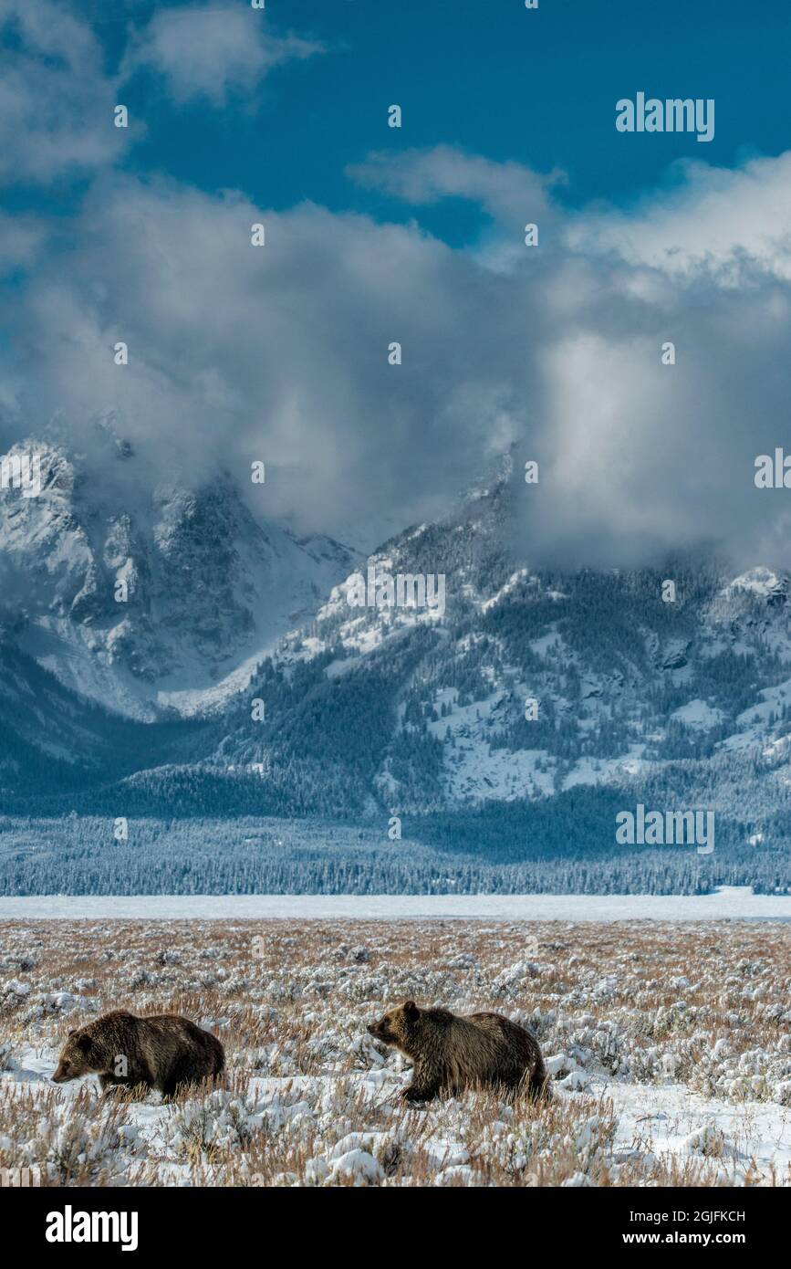 Die Jungen von Grizzly 399 durchstreifen den Grand Teton National Park im Schnee in der Nähe von Jackson Hole, Wyoming Stockfoto