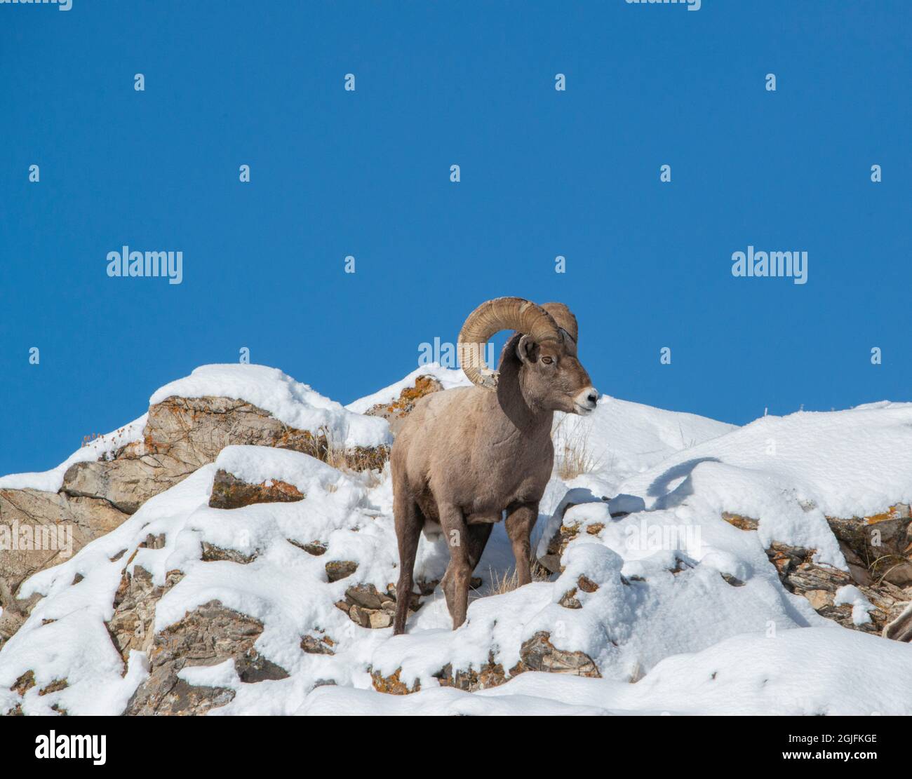USA, Wyoming. Bighorn-Widder im Winter, Teton Mountains, National Elk Refuge, Jackson, Wyoming Stockfoto