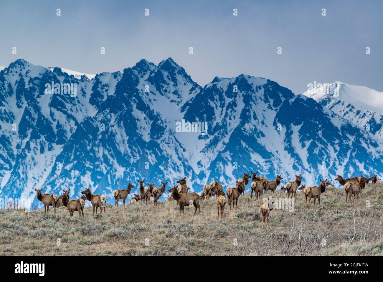 Grand Teton National Park, Elchherde in der Nähe von Jackson Hole, Wyoming Stockfoto