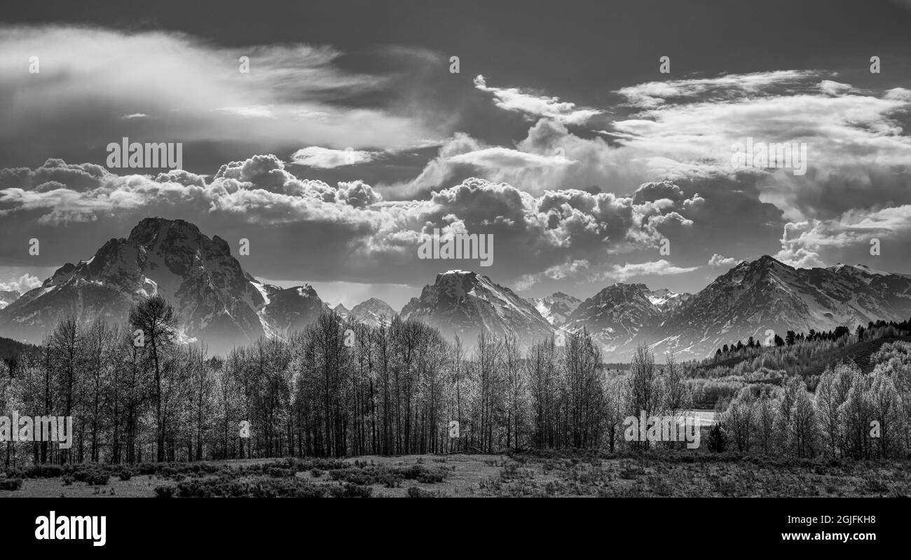 Schwarz und weiß von Baumwollholzbäumen und Cumuluswolken im Frühling, Grand Teton National Park, Wyoming Stockfoto