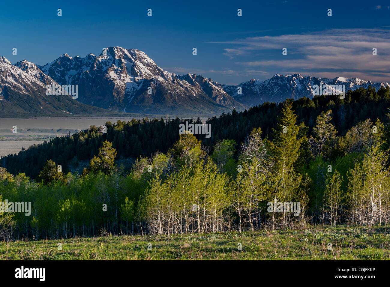 Grand Teton National Park, Mount Moran und Aspen Trees, Wyoming Stockfoto