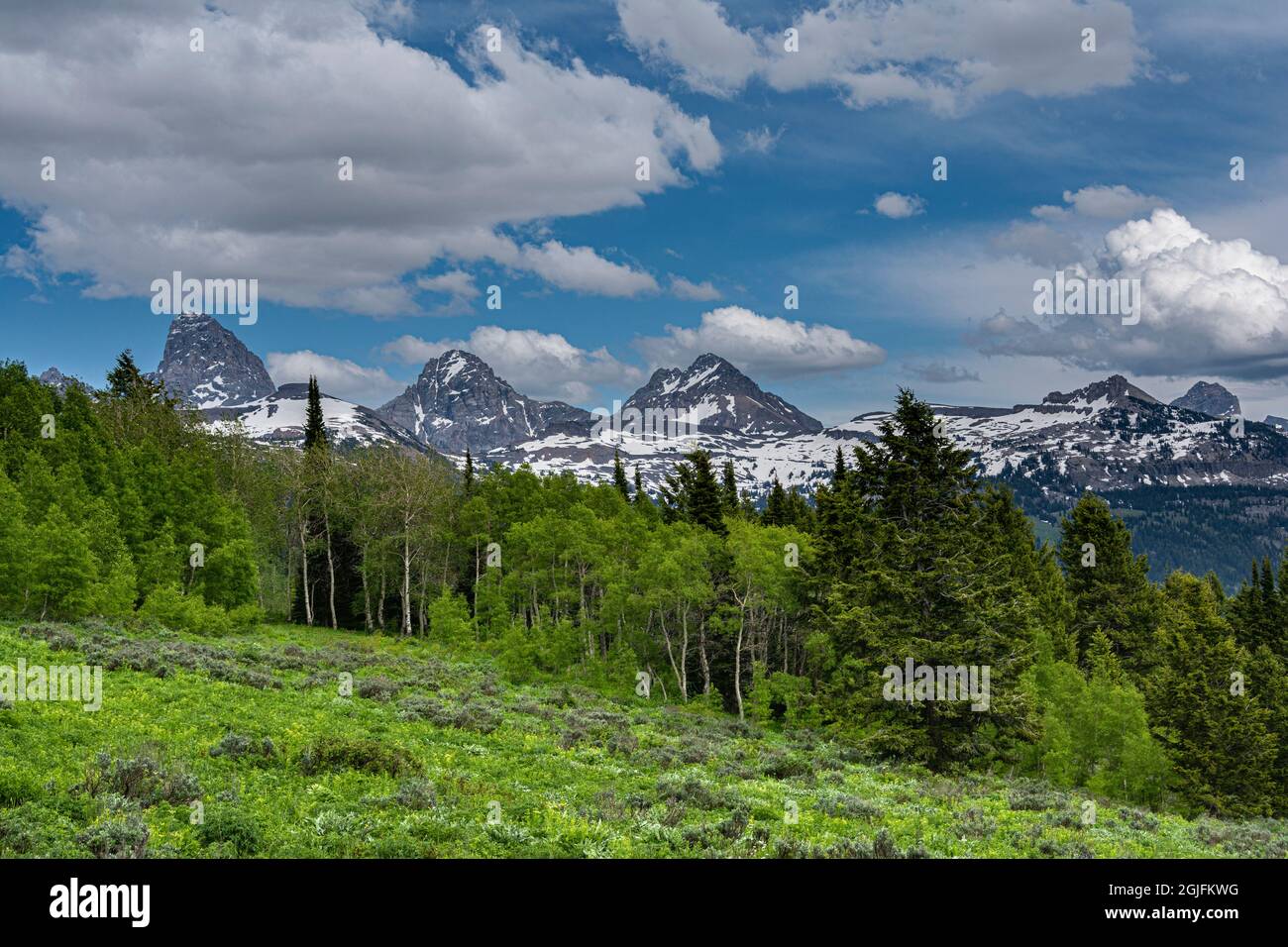 Espen und Evergreens mit Blick auf Grand, Middle und South Teton von Westen. Stockfoto