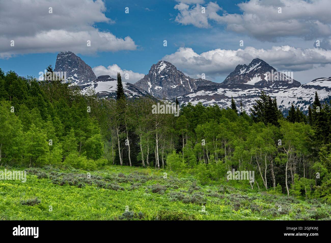 Grand Teton National Park, Meadow und Aspen Trees mit Grand, Middle und South Teton aus dem Westen, Wyoming Stockfoto