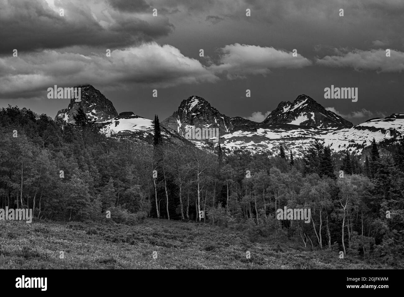 Schwarz-Weiß des Grand Teton National Park, Meadow und Aspen Bäume mit Grand, Middle und South Teton aus dem Westen, Wyoming Stockfoto