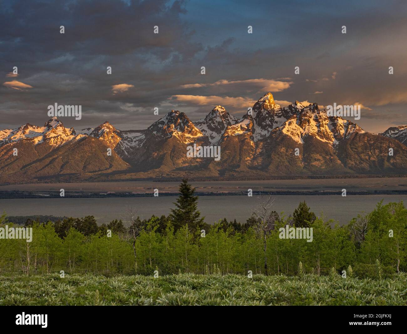 Grand Teton National Park, Aspens, Evergreens und Teton Mountains im Tal, Wyoming Stockfoto