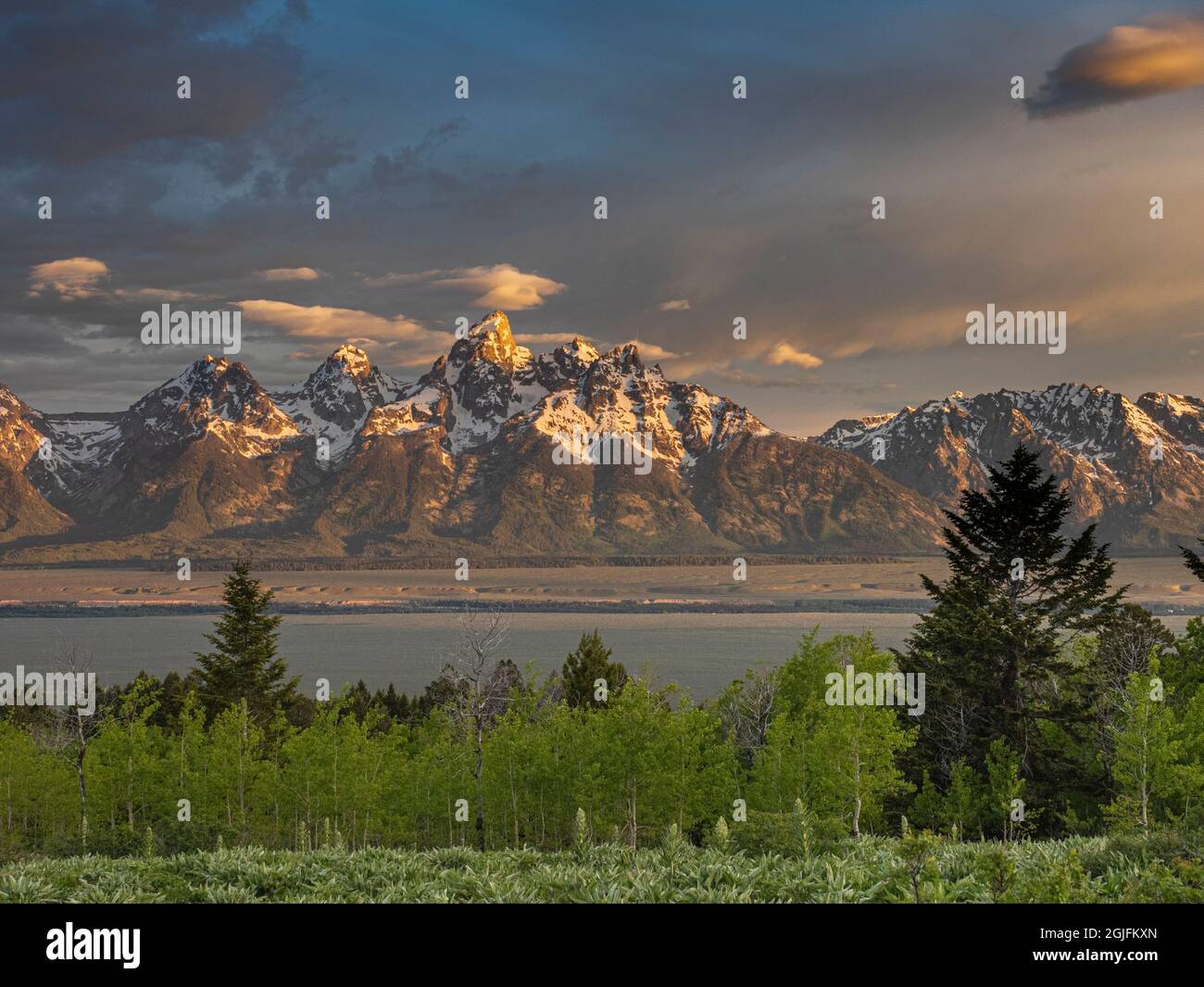 Grand Teton National Park, Aspens, Evergreens und Teton Mountains im Tal, Wyoming Stockfoto