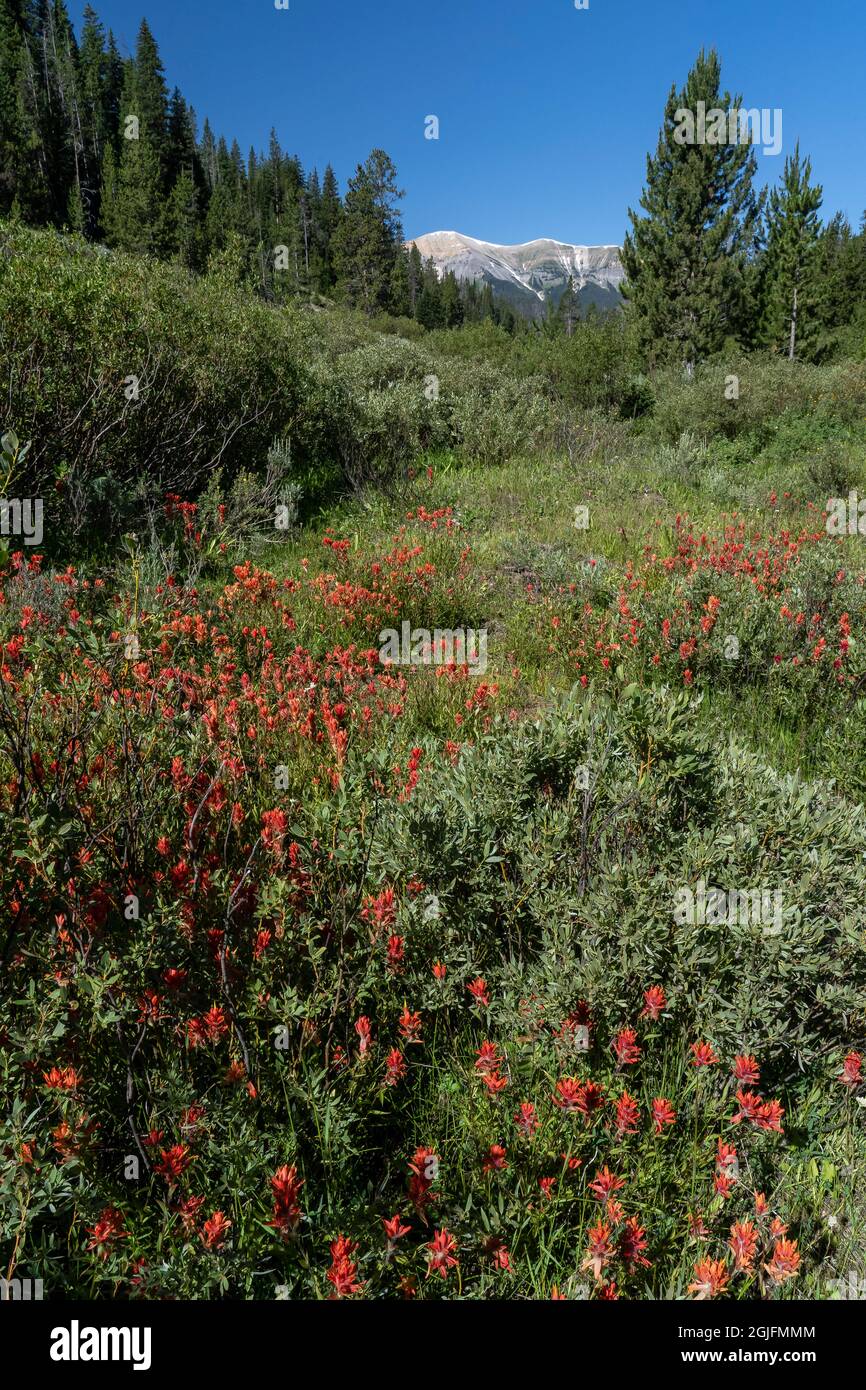 USA, Wyoming. Roter indischer Pinsel in einem Bachbett, Bridger National Forest. Stockfoto