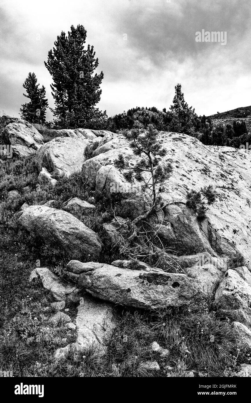 USA, Wyoming. Alpine Zone blick auf Felsbrocken mit Bäumen und Wolken, Beartooth Pass. Stockfoto