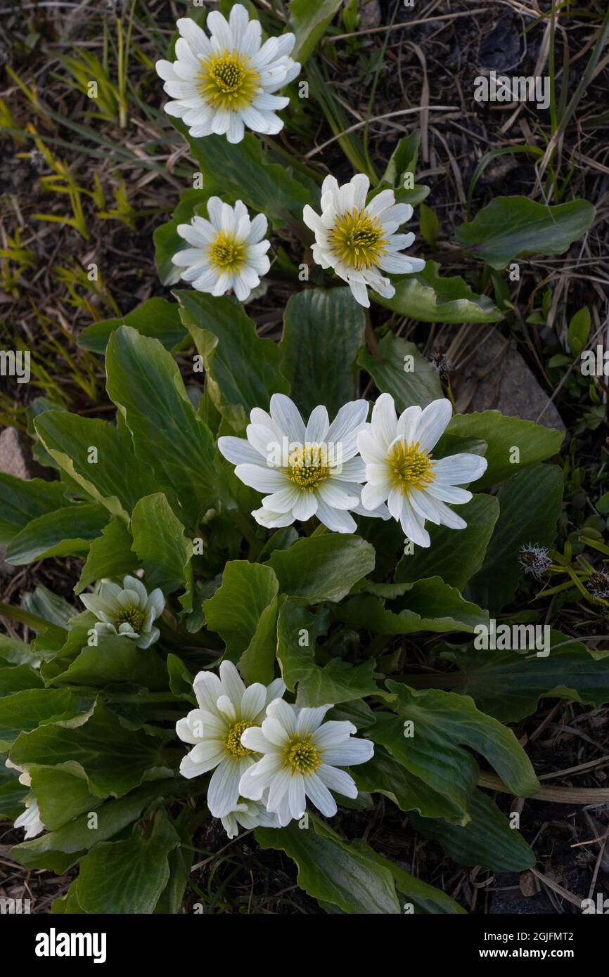 USA, Wyoming. White Marsh Marigold, Beartooth Pass. Stockfoto