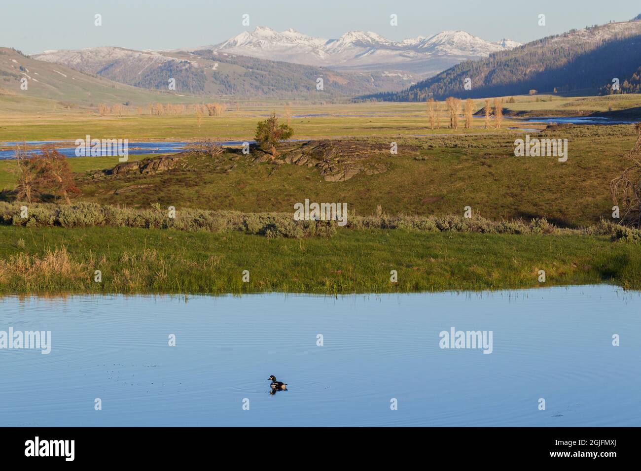 Lamar Valley, Yellowstone-Nationalpark Stockfoto