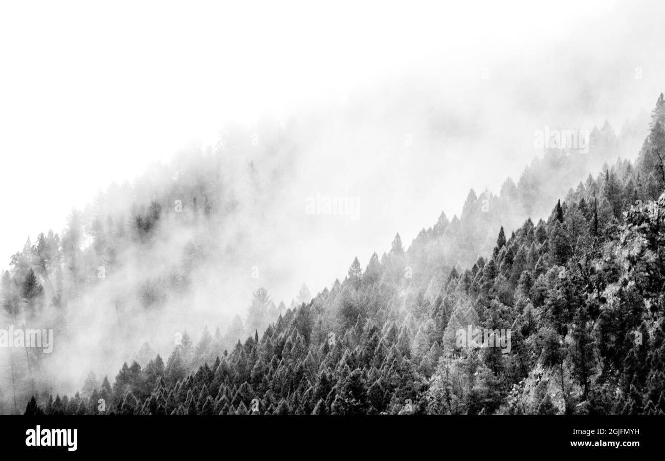USA, Wyoming, Hoback, Wolken, die sich am regnerischen Morgen in Schwarz und Weiß mit immergrünen Stockfoto