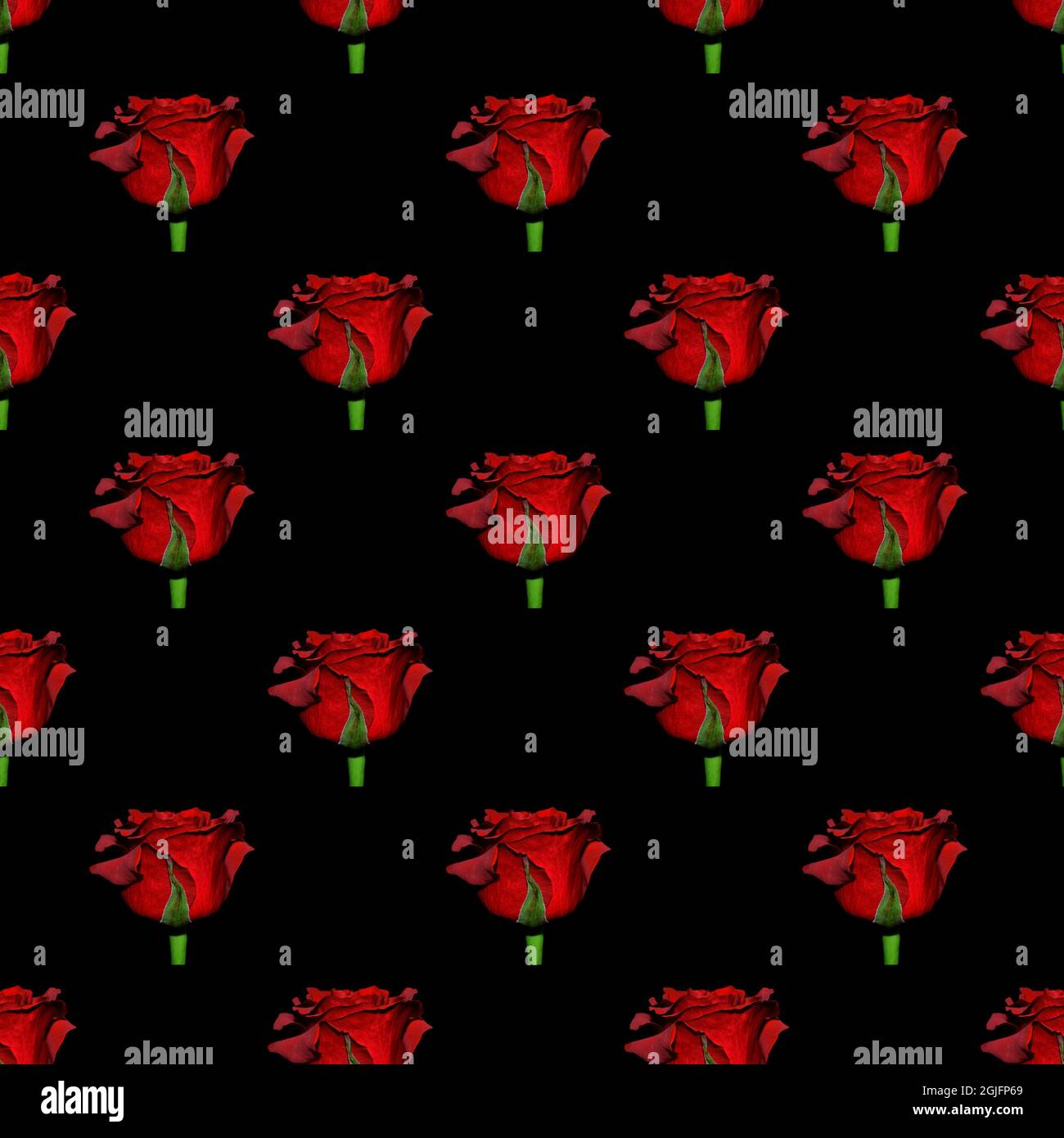Muster aus roten Rosen auf schwarzem Hintergrund. Stockfoto