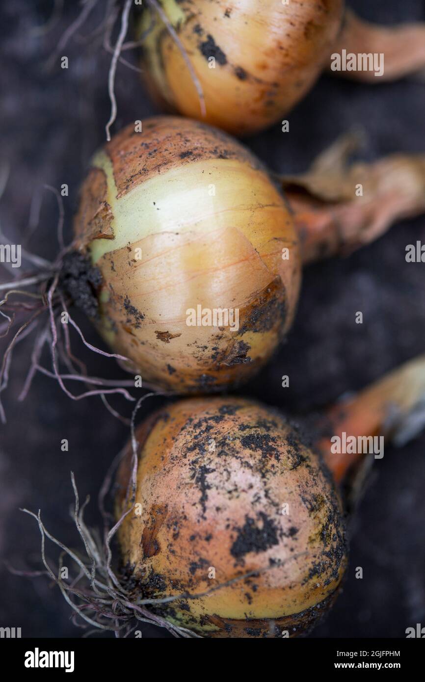 Nahaufnahme von Zwiebeln, die in einer Gartenanlage frisch gegraben wurden Stockfoto