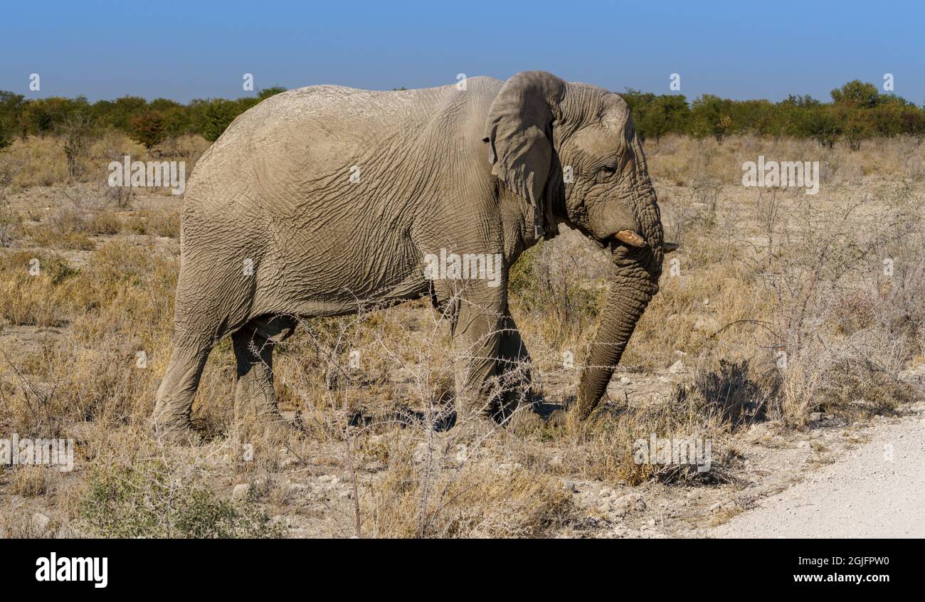 Afrikanische Elefanten weiden das Wüstenbusch und die Büsche im Norden Namibias Stockfoto