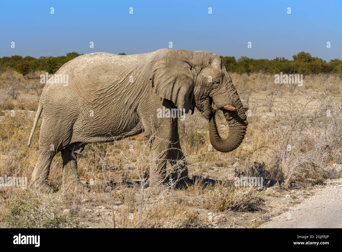 Afrikanische Elefanten weiden das Wüstenbusch und die Büsche im Norden Namibias Stockfoto