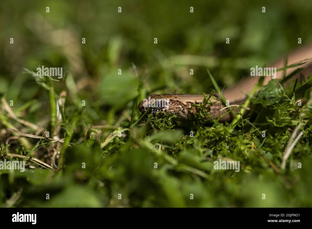 Blick auf eine Schlange, die auf dem Gras im Wald auf einem verschwommenen Hintergrund liegt Stockfoto