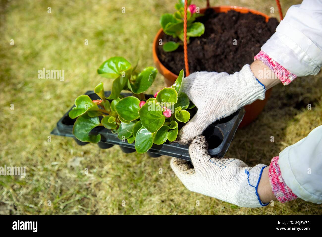 Gärtner n Haushaltshandschuhe Pflanzen eine Blume in von Blasen zu einem Topf sonnigen Tag, gesichtslose Nahaufnahme Stockfoto