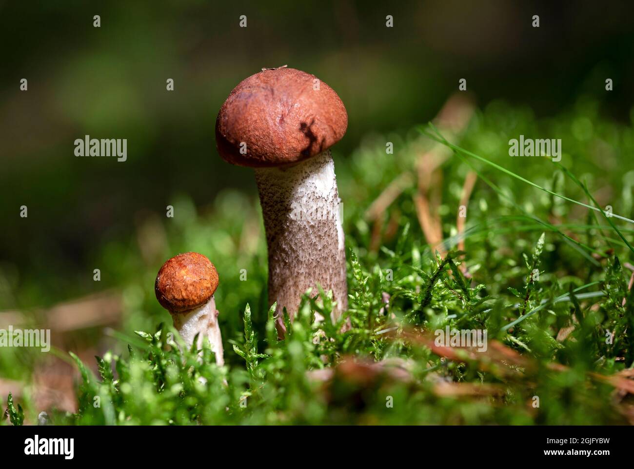 Steinpilze wachsen im Moos im Wald. Schöne Pflanzen der Herbstsaison. Essbare leccinumpilze, Rohkost. Vegetarische natürliche Mahlzeit Stockfoto