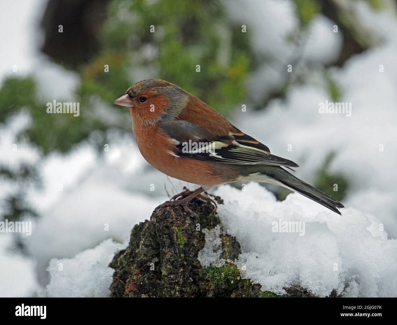 Profilportrait eines männlichen Gemeinen Chaffinch (Fringilla coelebs) im Wintergefieder im Schnee Cumbria, England, UK Stockfoto