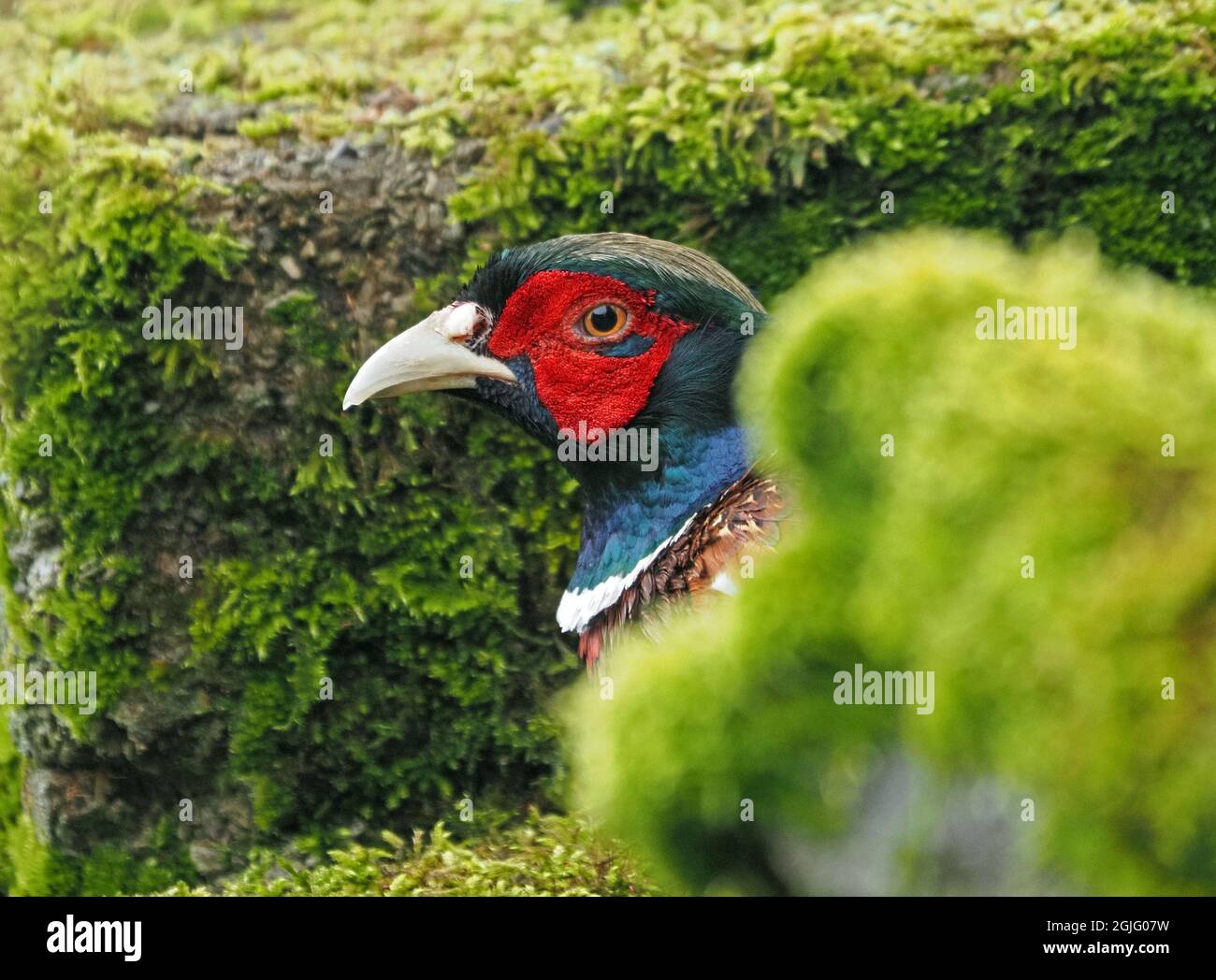 Farbenfroh eingeführter, skulkender Pheasant (Phasianus colchicus) mit leuchtend roten Wattleen, die durch die Lücke in der moosigen Steinwand Cumbria, England, UK, gucken Stockfoto