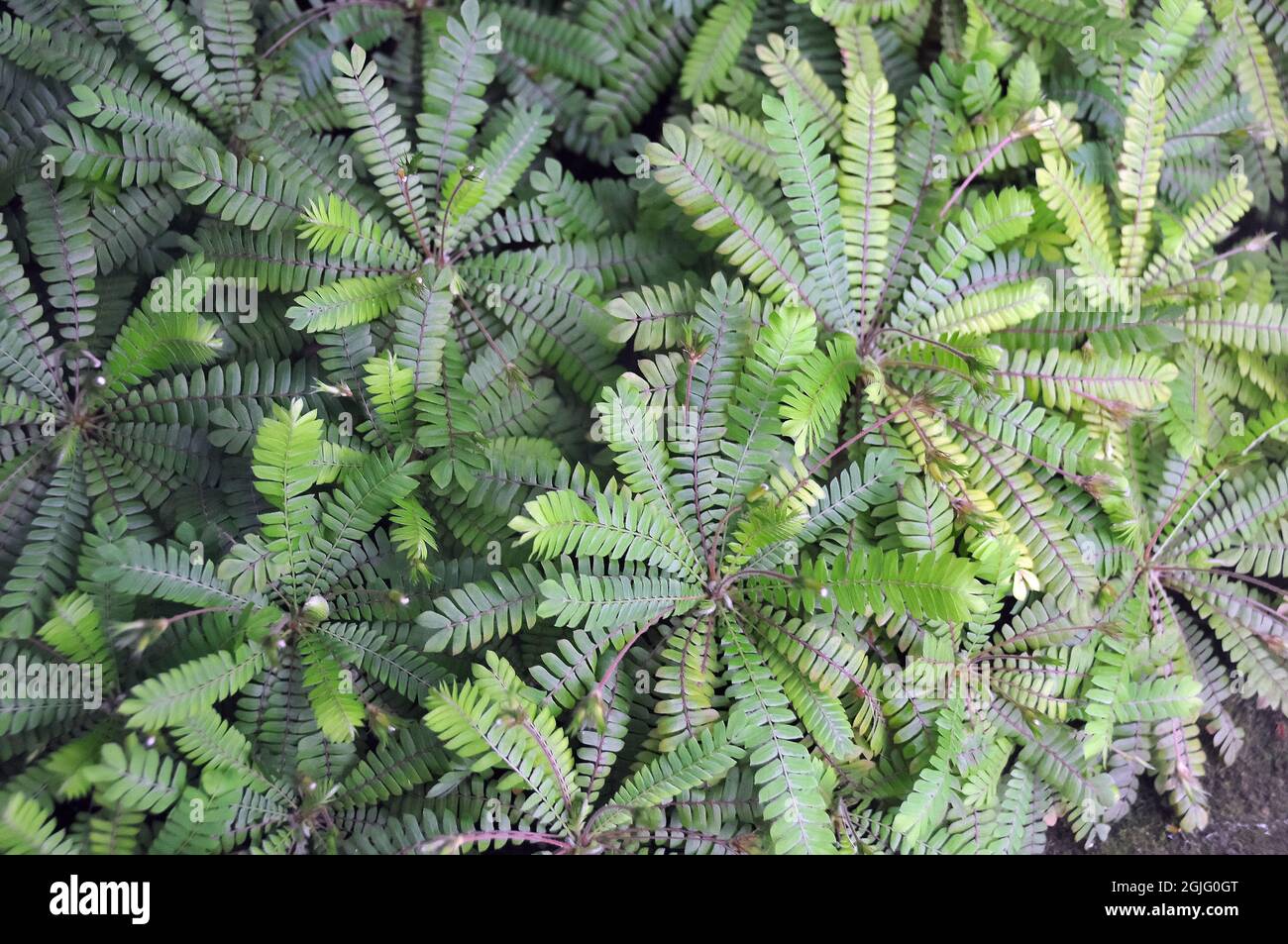 Kleine Baumpflanze, oder Mukkootti, Biophytum sensitivum, Asien Stockfoto