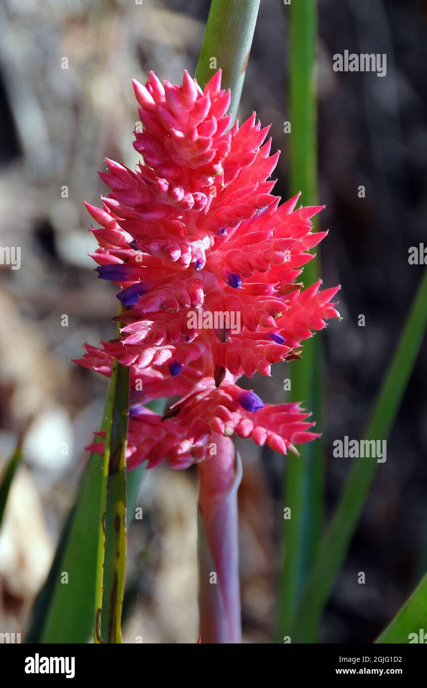 Brasilianische Vasepflanze oder Vasenpflanze, Aechmea destichantha var. schlumbergeri, lándzsarózsa, Amerika Stockfoto