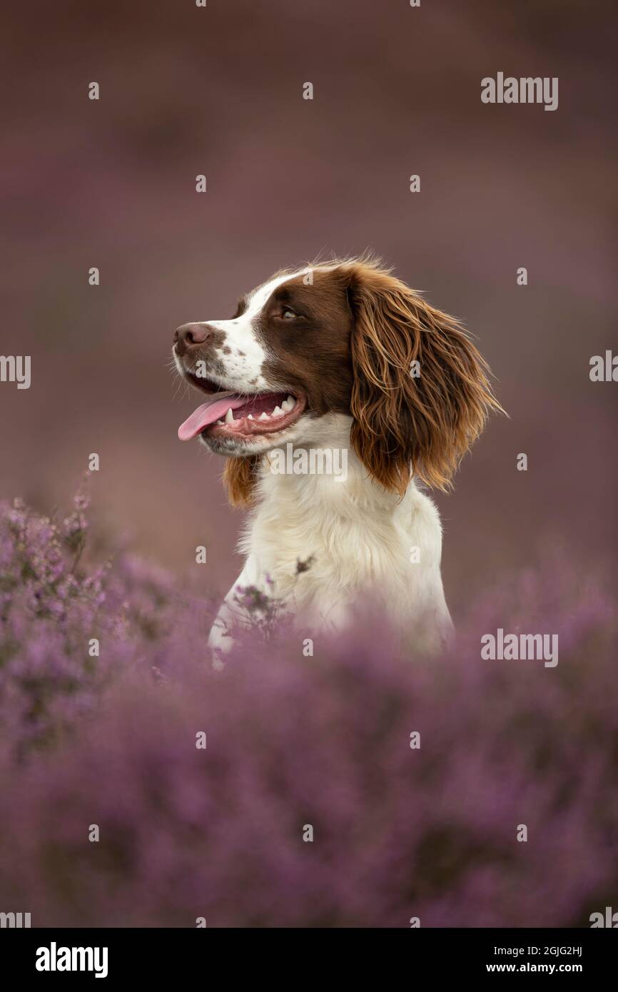 Englisch Springer Spaniel Welpen Stockfoto