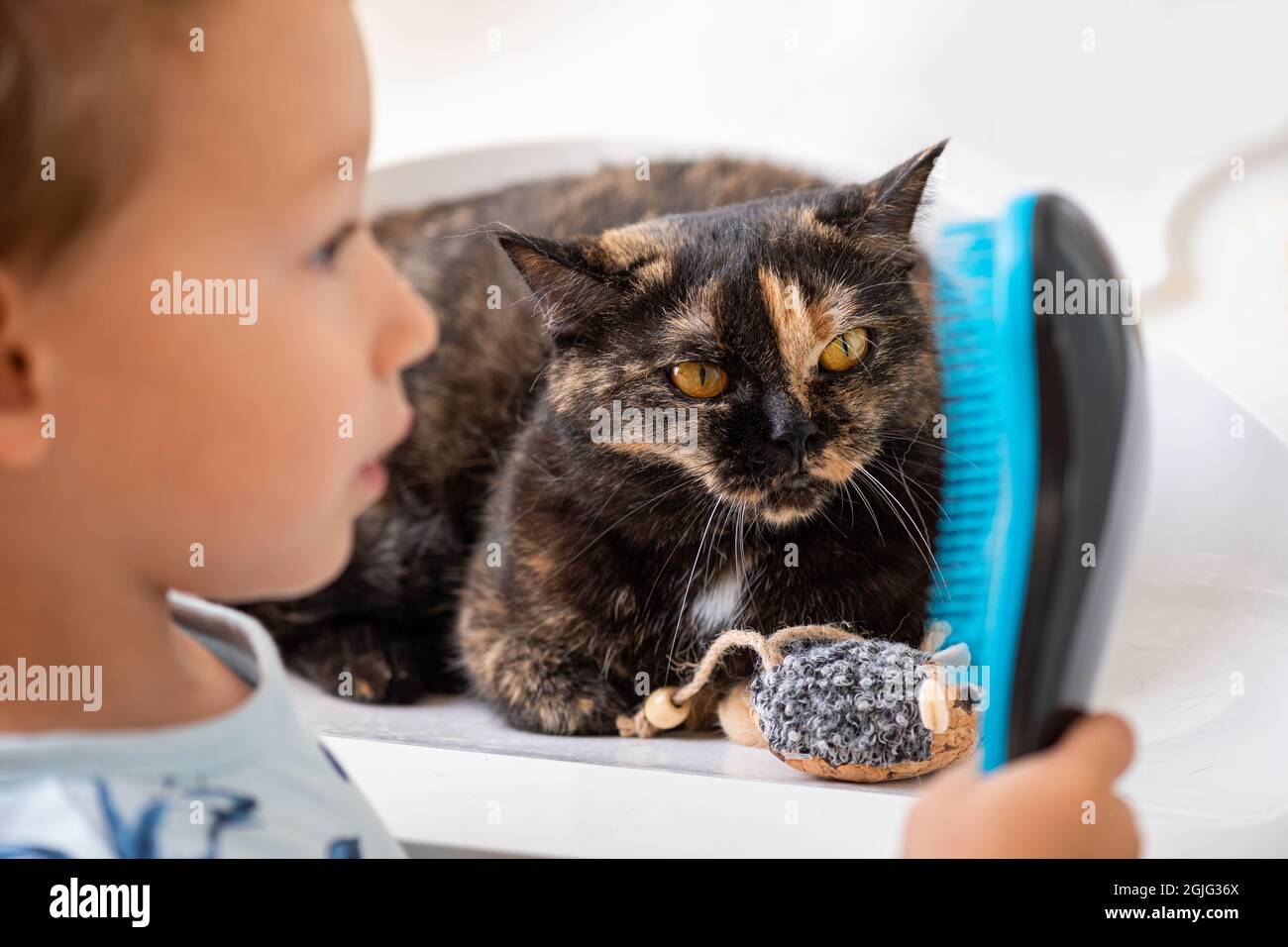 Kaukasisches Kind, das mit einem blauen Pinsel das Schildpatt einer britischen Kurzhaar-Hauskatze kämmt. Kleiner Junge, der sich die Haare einer Katze putzt. Pflegezeit. Stockfoto