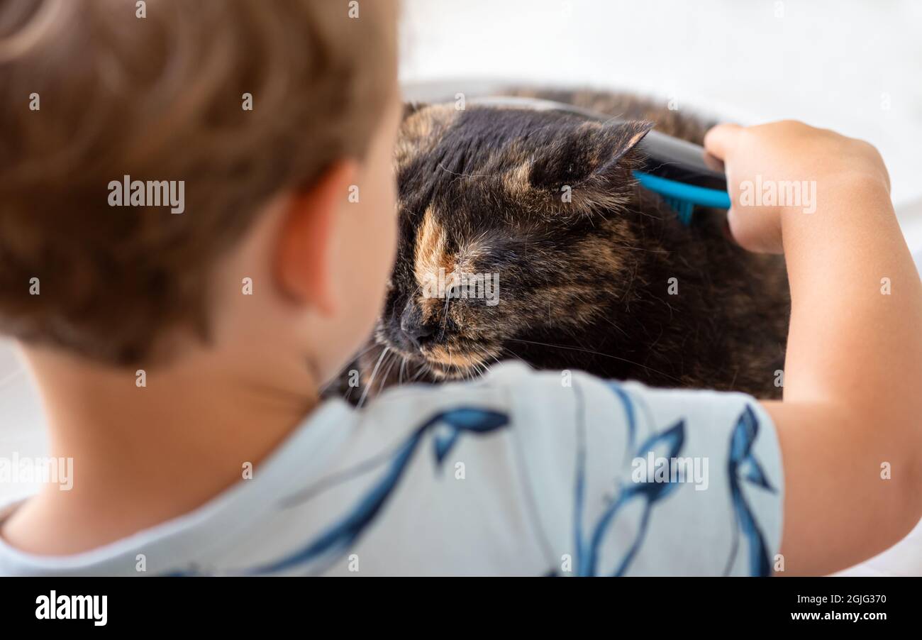 Kaukasisches Kind, das mit einem blauen Pinsel das Schildpatt einer britischen Kurzhaar-Hauskatze kämmt. Kleiner Junge, der sich die Haare einer Katze putzt. Pflegezeit. Stockfoto