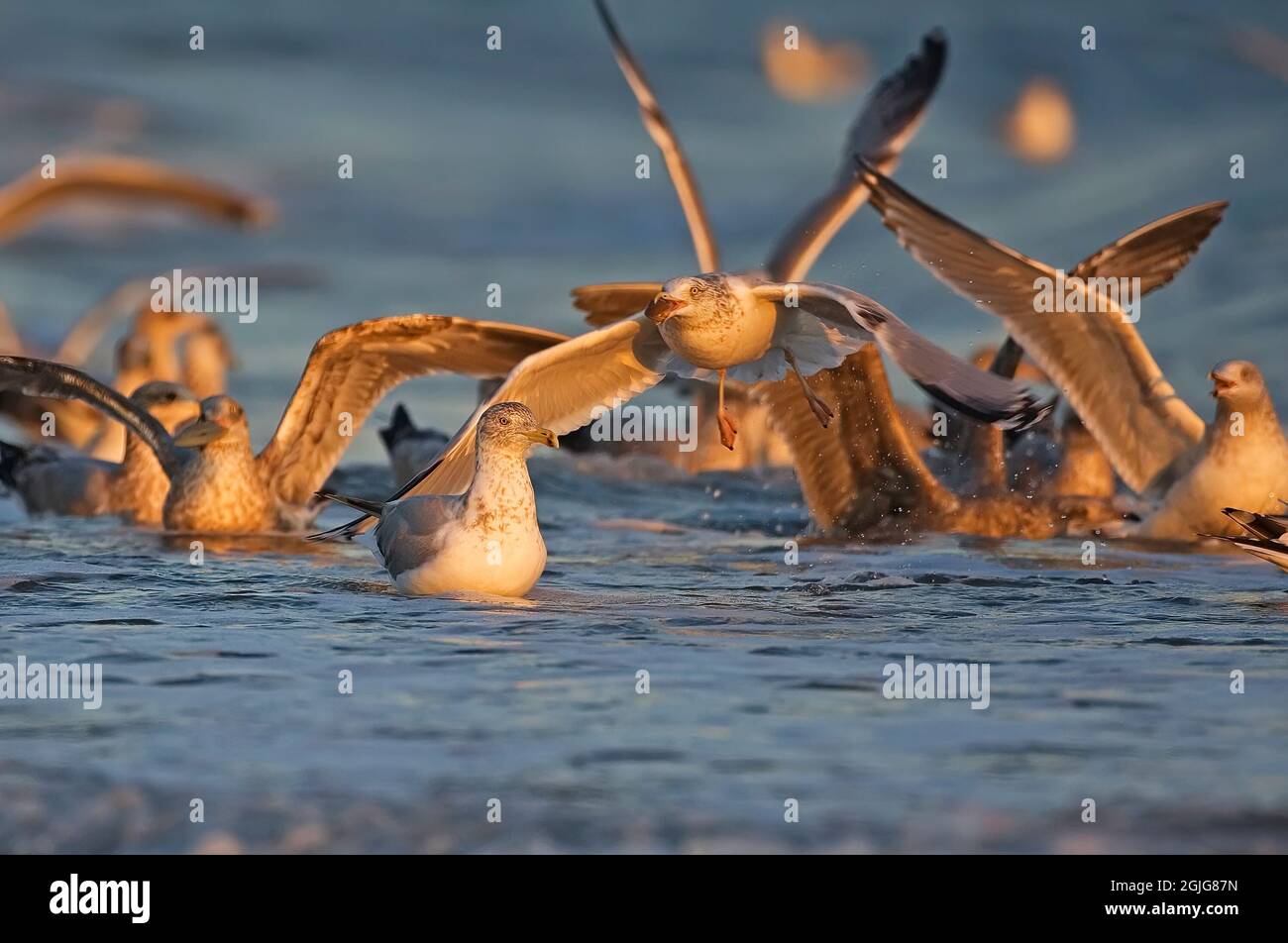 Heringsmöwen, die im frühen Morgenlicht baden Stockfoto