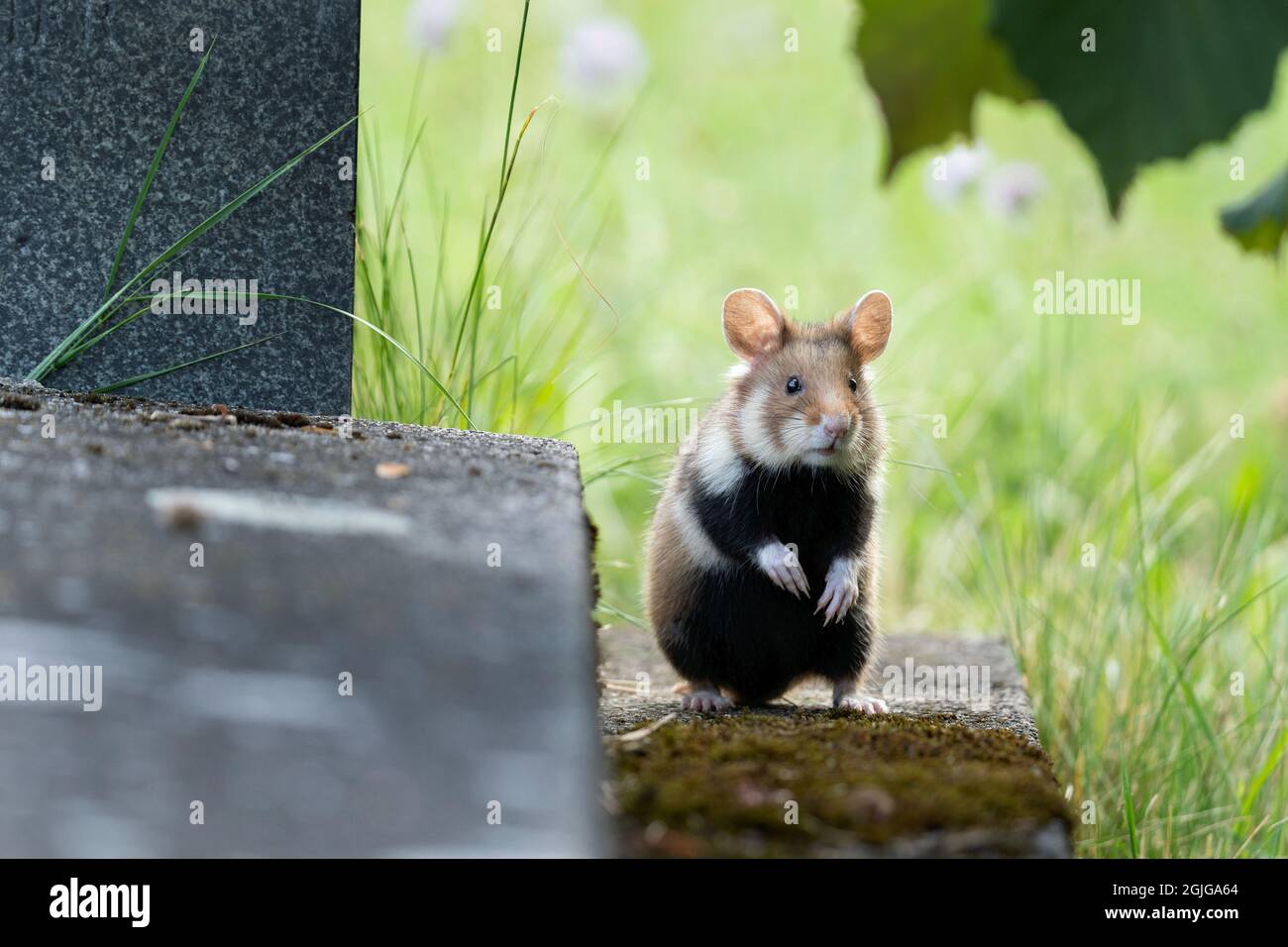 Europaischer Hamster Auf Der Wiese Hamster Im Gras Europaische Tierwelt Niedliche Tiere Wahrend Der Sommersaison Stockfotografie Alamy