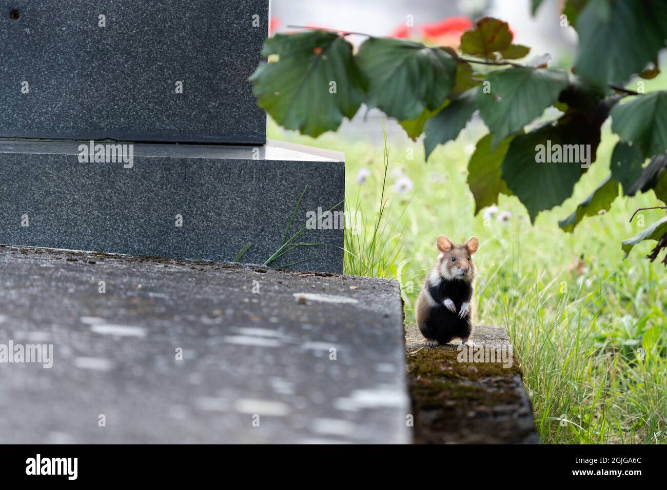 Europaischer Hamster Auf Der Wiese Hamster Im Gras Europaische Tierwelt Niedliche Tiere Wahrend Der Sommersaison Stockfotografie Alamy