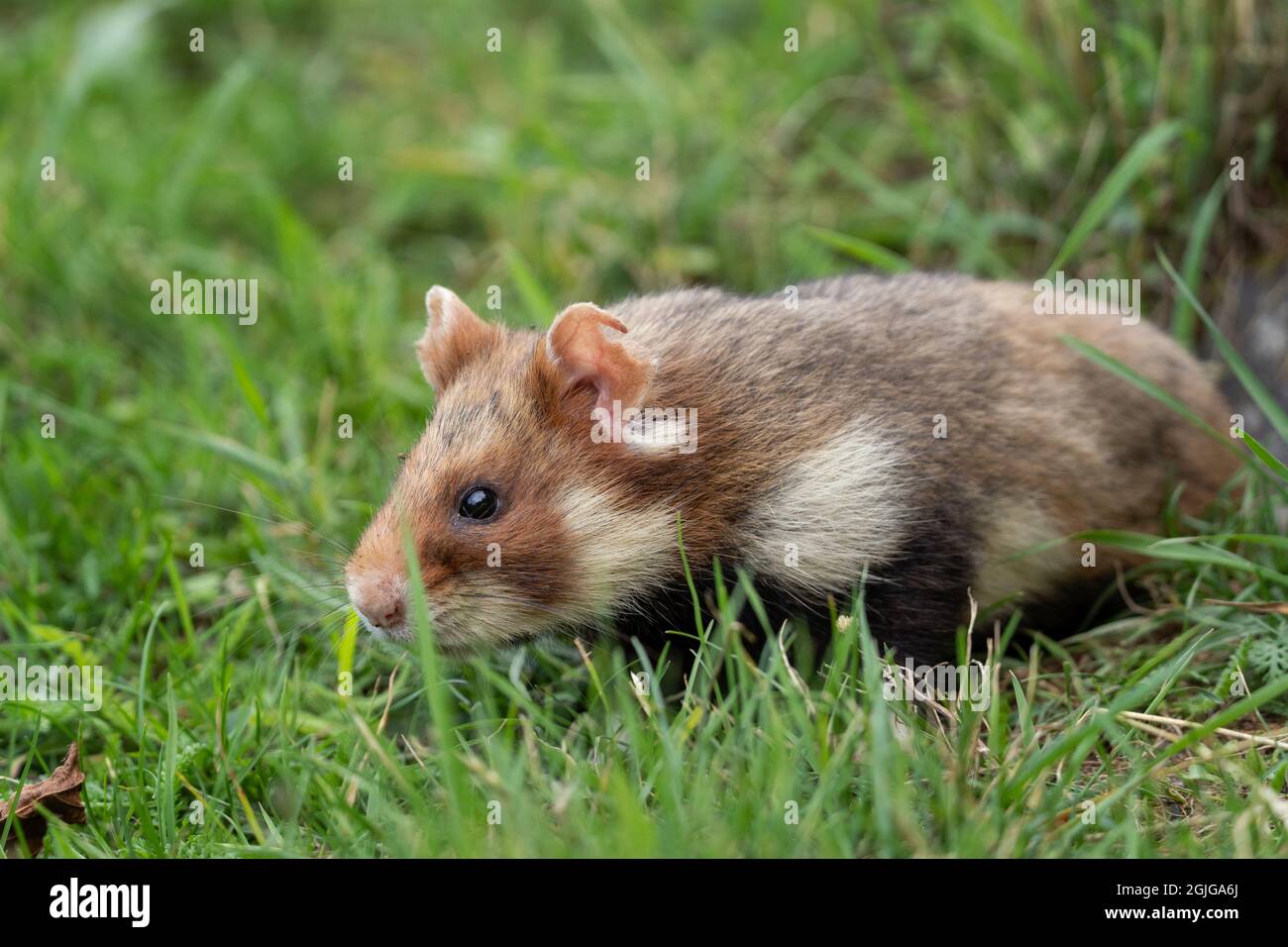 Europaischer Hamster Auf Der Wiese Hamster Im Gras Europaische Tierwelt Niedliche Tiere Wahrend Der Sommersaison Stockfotografie Alamy