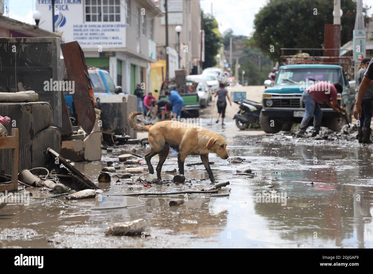 Tula, Mexiko. September 2021. Ein Hund geht nach den Überschwemmungen über eine Straße voller Schlamm. Nach heftigen Regenfällen platzen drei Flüsse an ihren Ufern in der Region. In Tula war das Wasser so hoch, dass die Rettungseinsätze im Krankenhaus mit kleinen Booten durchgeführt werden mussten. Kredit: Blanca Gutierrez/dpa/Alamy Live Nachrichten Stockfoto